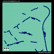 bacillus mycoides microscopy